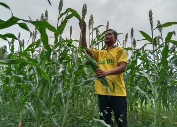 LDII Dorong Makanan Pokok Alternatif untuk Perkuat Ketahanan Pangan