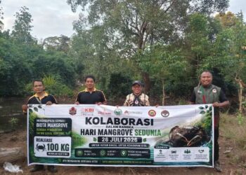 Peringati Hari Mangrove Sedunia 2026, PERSINAS ASAD Manokwari Kolaborasi Sebarkan 100 Kg Indukan Kepiting