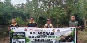 Peringati Hari Mangrove Sedunia 2026, PERSINAS ASAD Manokwari Kolaborasi Sebarkan 100 Kg Indukan Kepiting