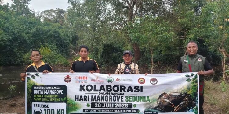 Peringati Hari Mangrove Sedunia 2026, PERSINAS ASAD Manokwari Kolaborasi Sebarkan 100 Kg Indukan Kepiting
